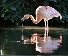 Chilean Flamingo